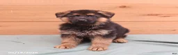German Shepherd dogs for sale: Gage - Ad 4