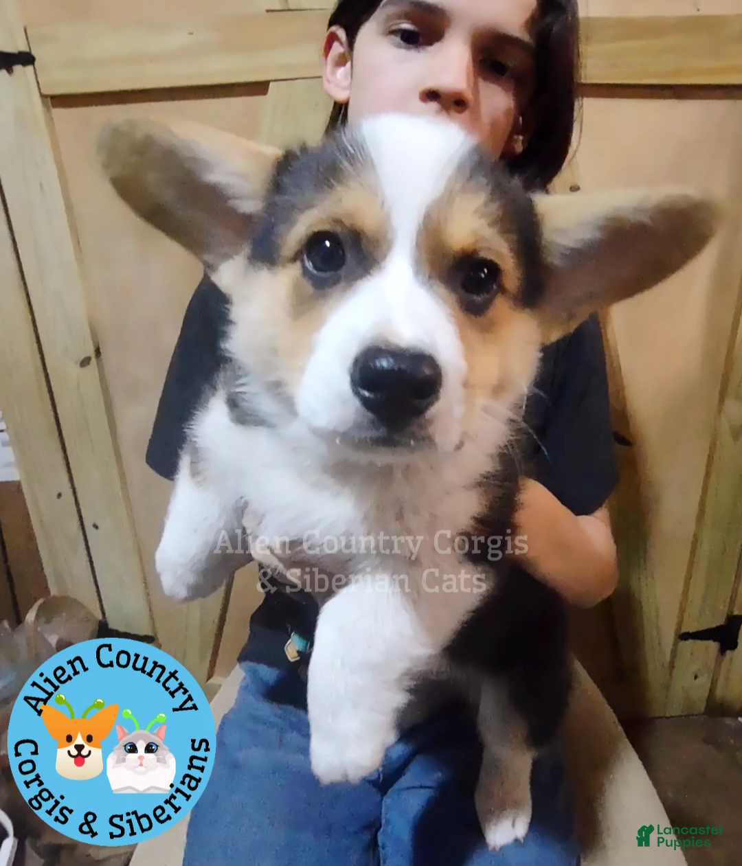 Welsh Corgi Pembroke dogs Welsh Corgi Pembroke Puppy 2 - Ad 5