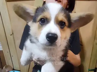 Welsh Corgi Pembroke dogs Welsh Corgi Pembroke Puppy 2 - Ad 5