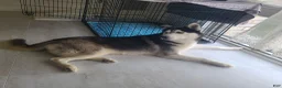 Siberian Husky dogs for sale: Pawvarotti - Ad 14
