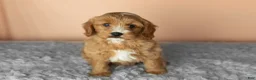Mixed Breed dogs for sale: Bentley  - Ad 2