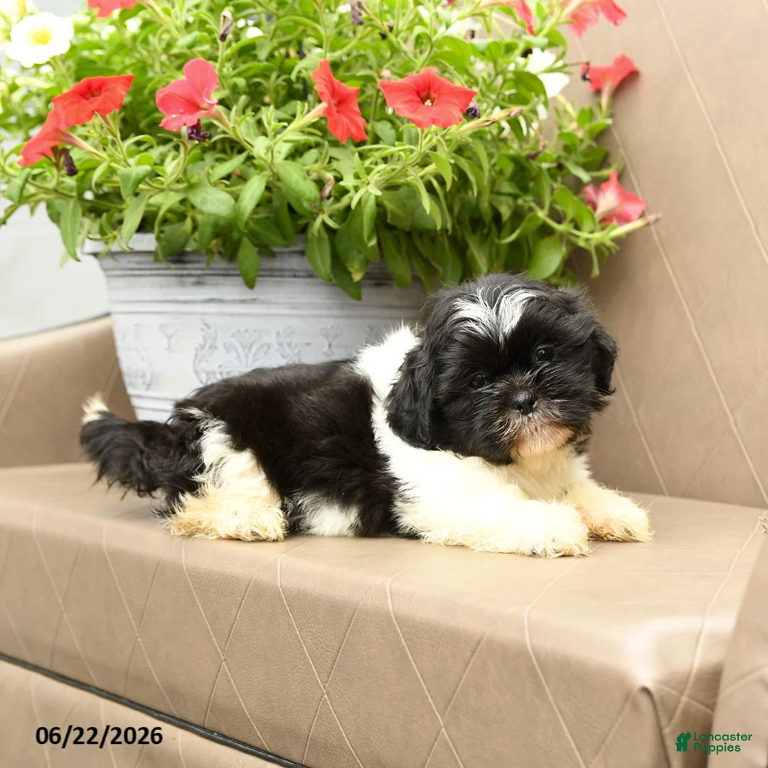 Shih Tzu dogs for sale: Skooter - Ad 1
