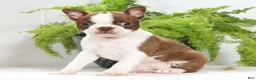 Boston Terrier dogs for sale: Missy - Ad 4