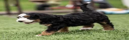 Bernedoodle dogs for sale: Pippa Bernedoodle Puppy  - Ad 9