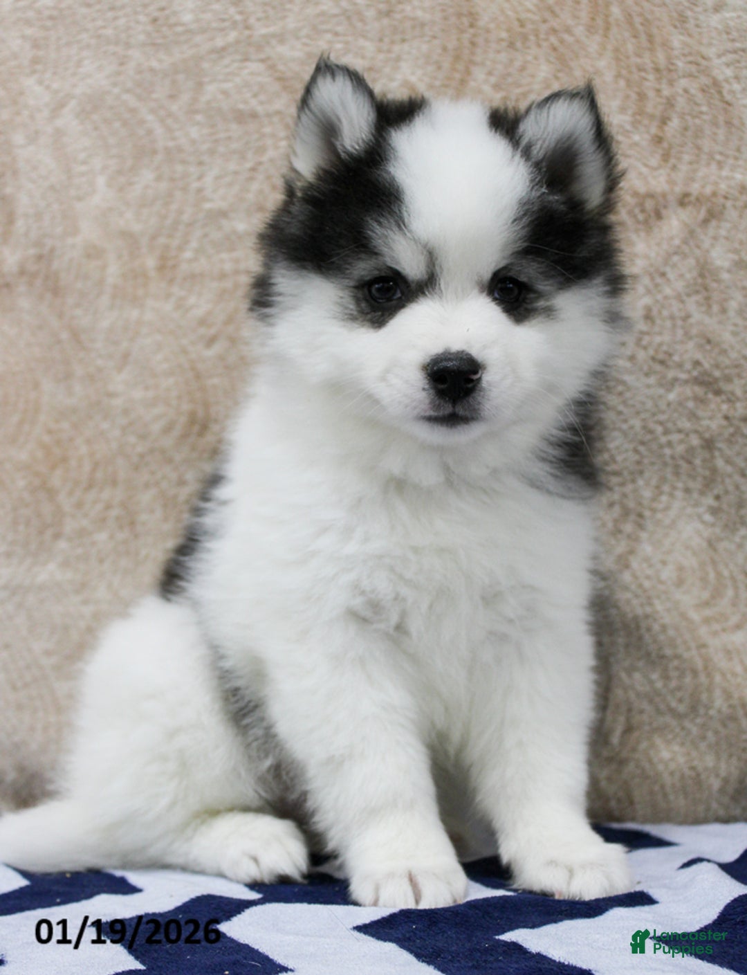 Pomsky dogs for sale: Chase - Ad 3