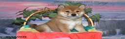 Shiba Inu dogs for sale: Kioshi - Ad 4