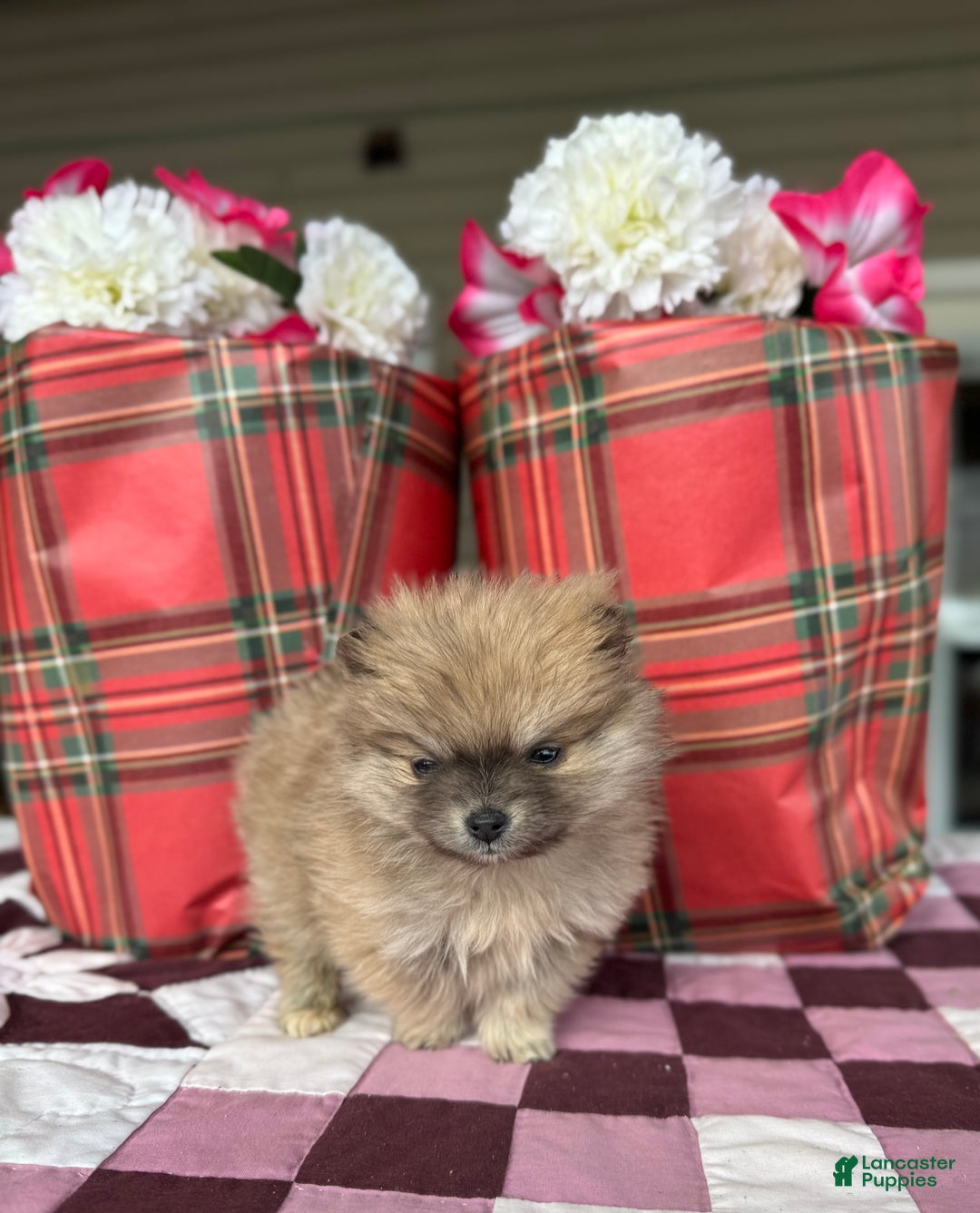 Pomeranian dogs for sale: Holly - Ad 4
