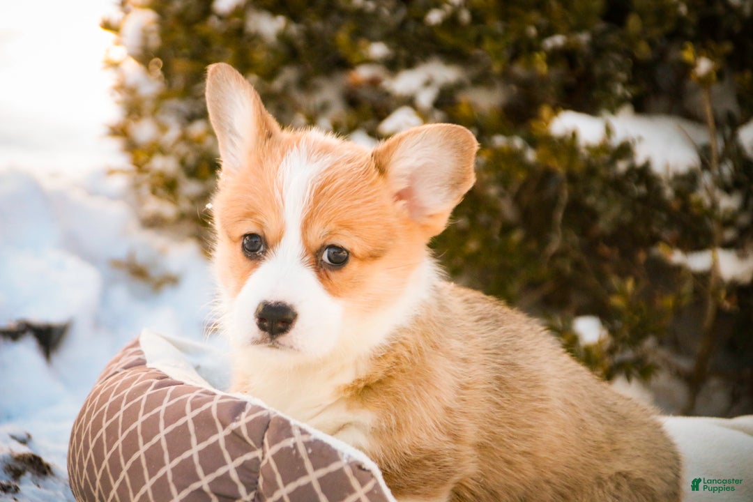 Welsh Corgi Pembroke dogs for sale: Gwen - Ad 8
