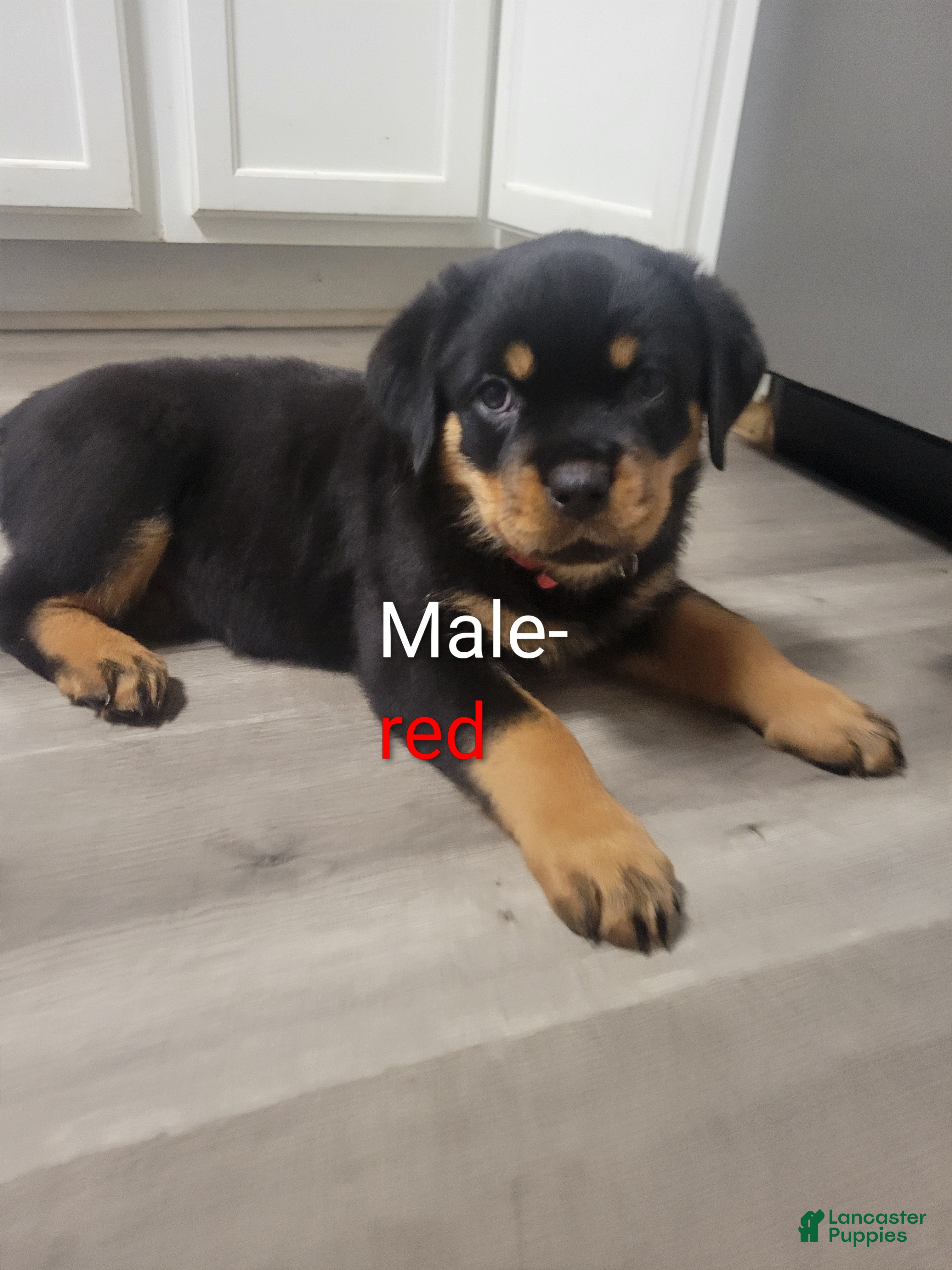 Rottweiler dogs Rottweiler- Male Red - Ad 13