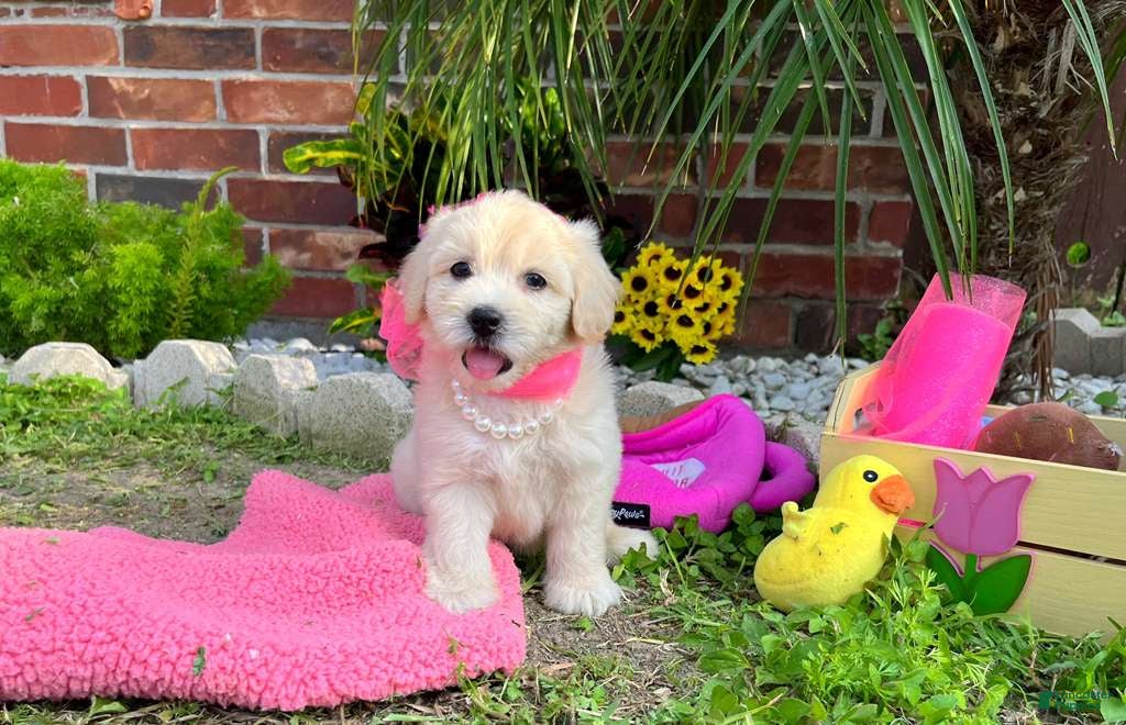 Maltipoo dogs for sale: Coco Channel - Ad 3
