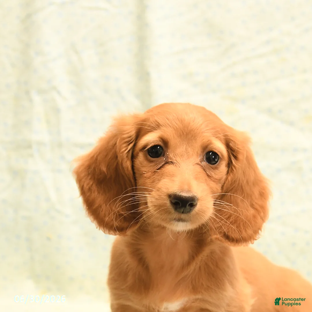 Dachshund dogs for sale: Faye - Ad 5