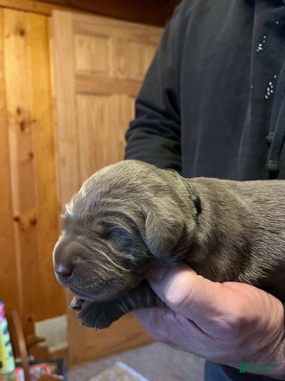 Labrador Retriever dogs for sale: Labrador Retriever Puppy 2 - Ad 1