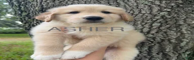 Asher