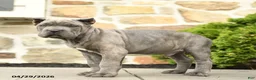 Cane Corso dogs for sale: Jax - Ad 4