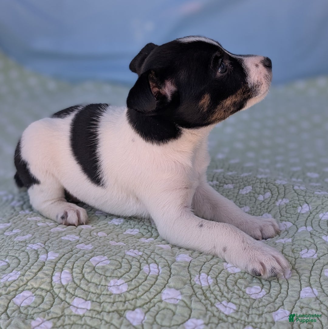 Rat Terrier dogs for sale: Poppy - Ad 7
