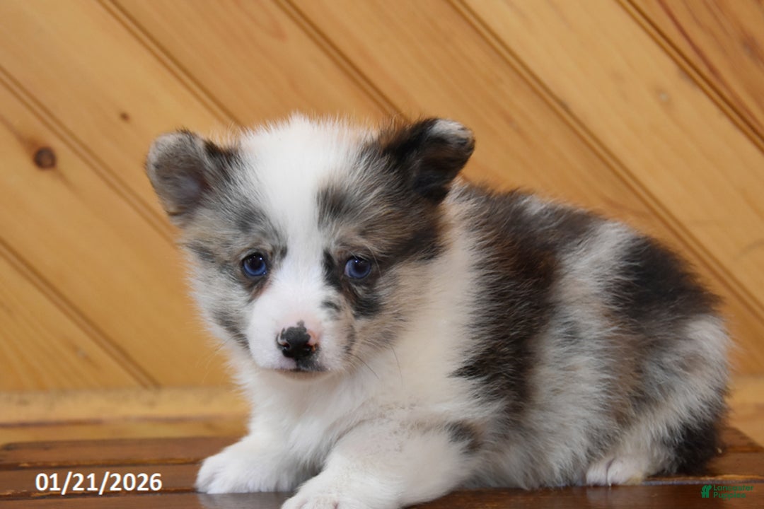 Welsh Corgi Pembroke dogs for sale: Sweets - Ad 2