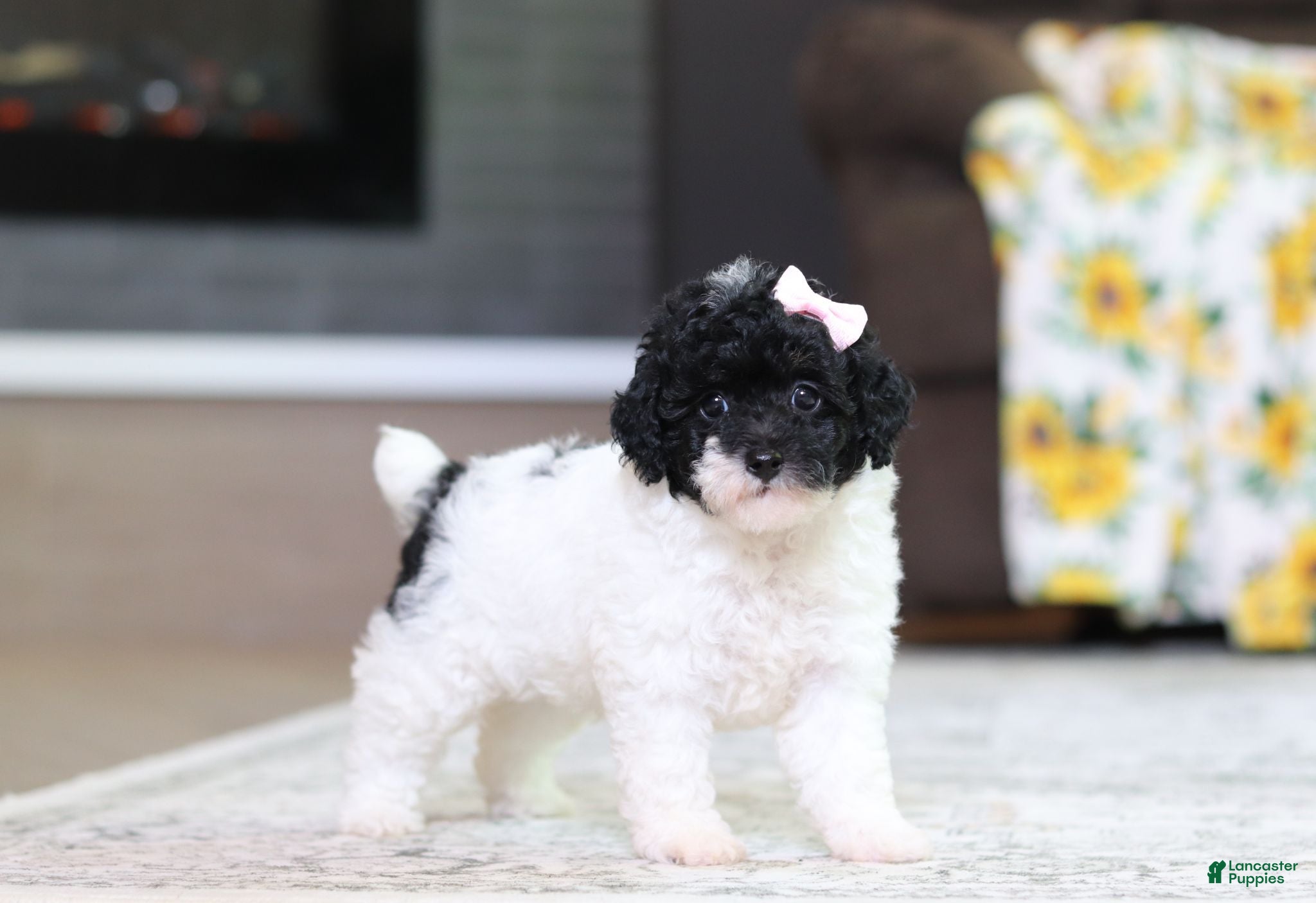 Miniature Poodle dogs Bailey - Ad 1