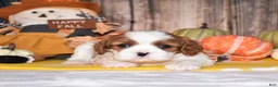 Cavalier King Charles Spaniel dogs for sale: Cassie - Ad 4