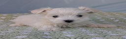 Maltese dogs for sale: Gibbous - Ad 2