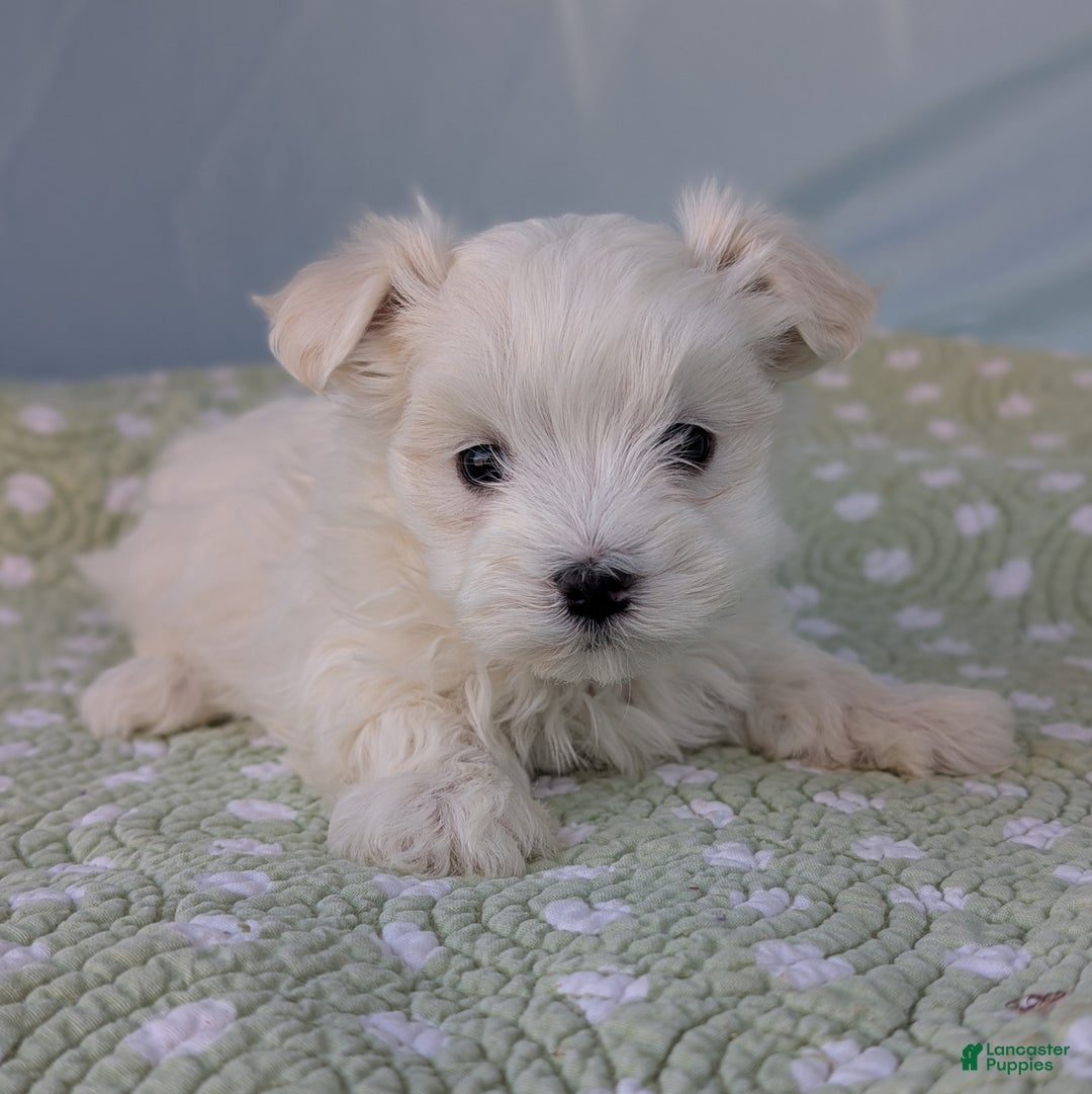 Maltese dogs for sale: Gibbous - Ad 2