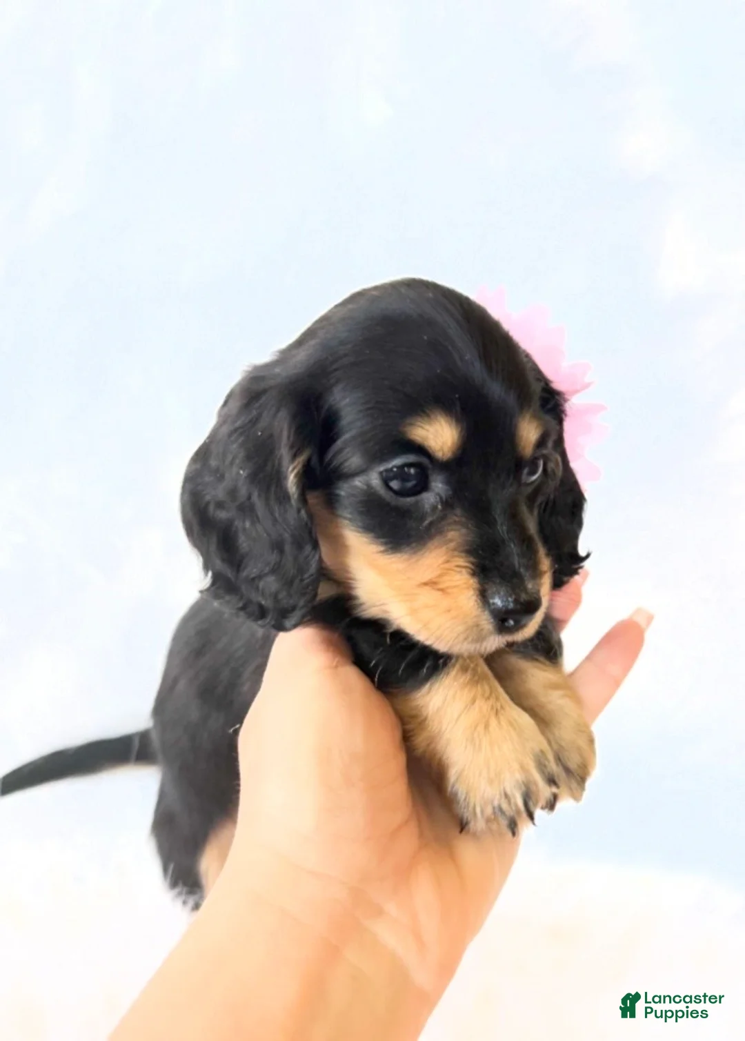 Miniature Dachshund dogs for sale: AKC Ruby - Ad 2