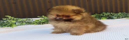 Pomeranian dogs for sale: Pepper 🐶 - Ad 8