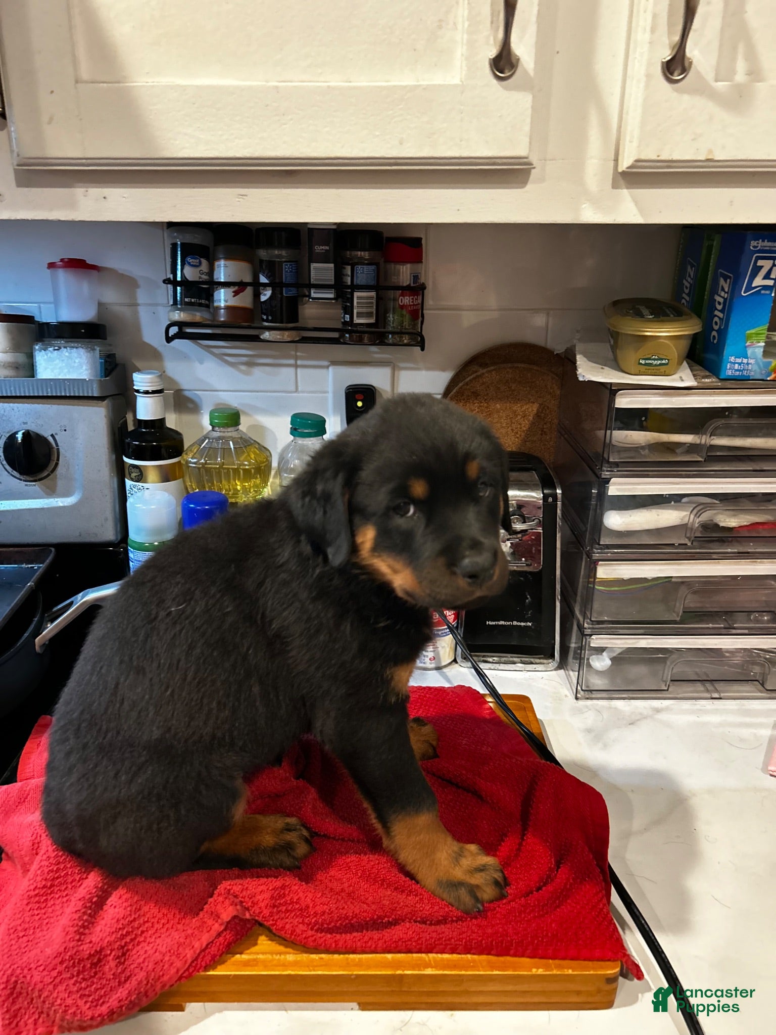 Rottweiler dogs Rottweiler 1 - Ad 26