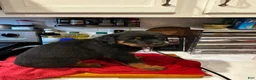 Rottweiler dogs for sale: Rottweiler 1 - Ad 1