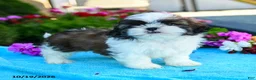 Shih Tzu dogs for sale: Allyssa - Ad 1