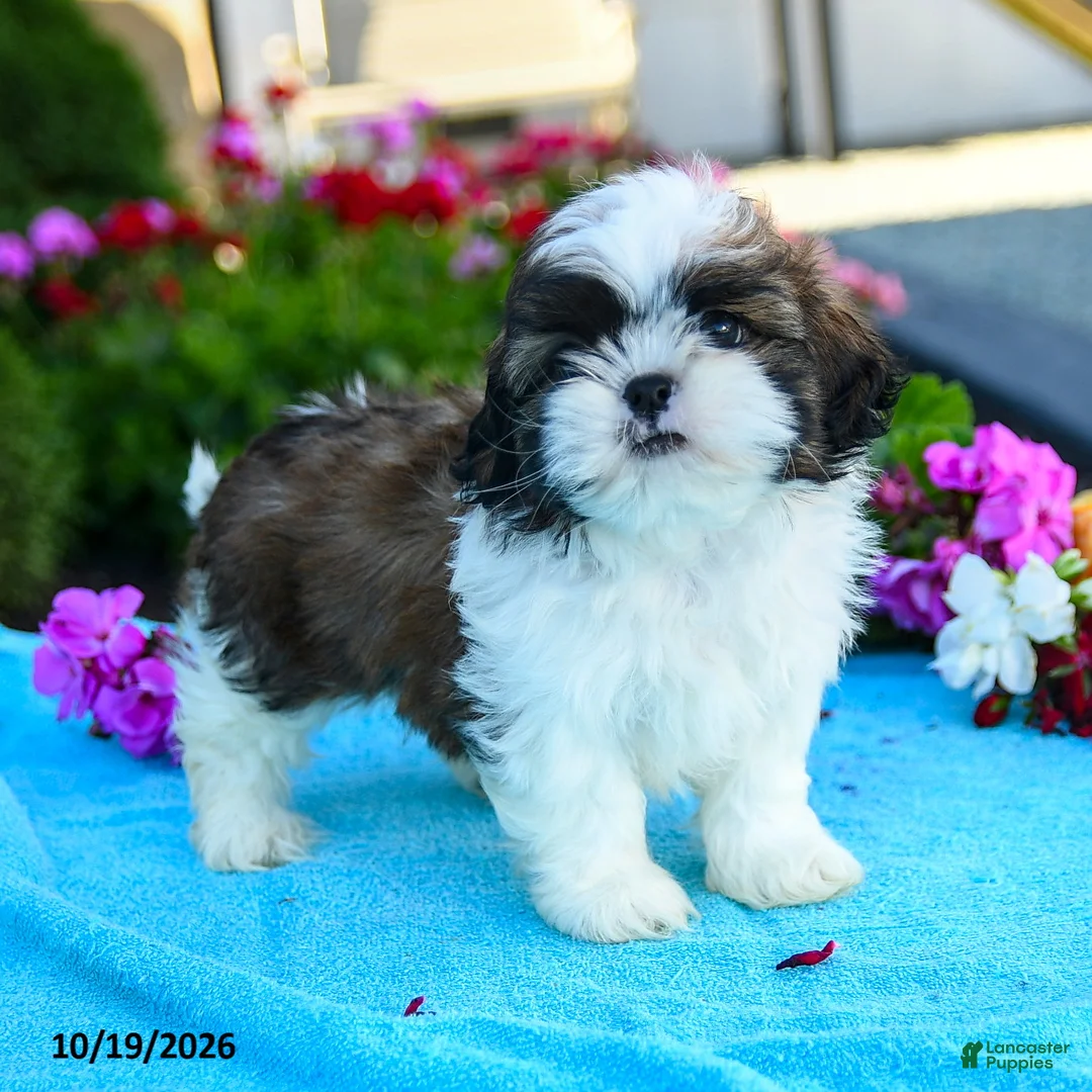 Shih Tzu dogs for sale: Allyssa - Ad 1