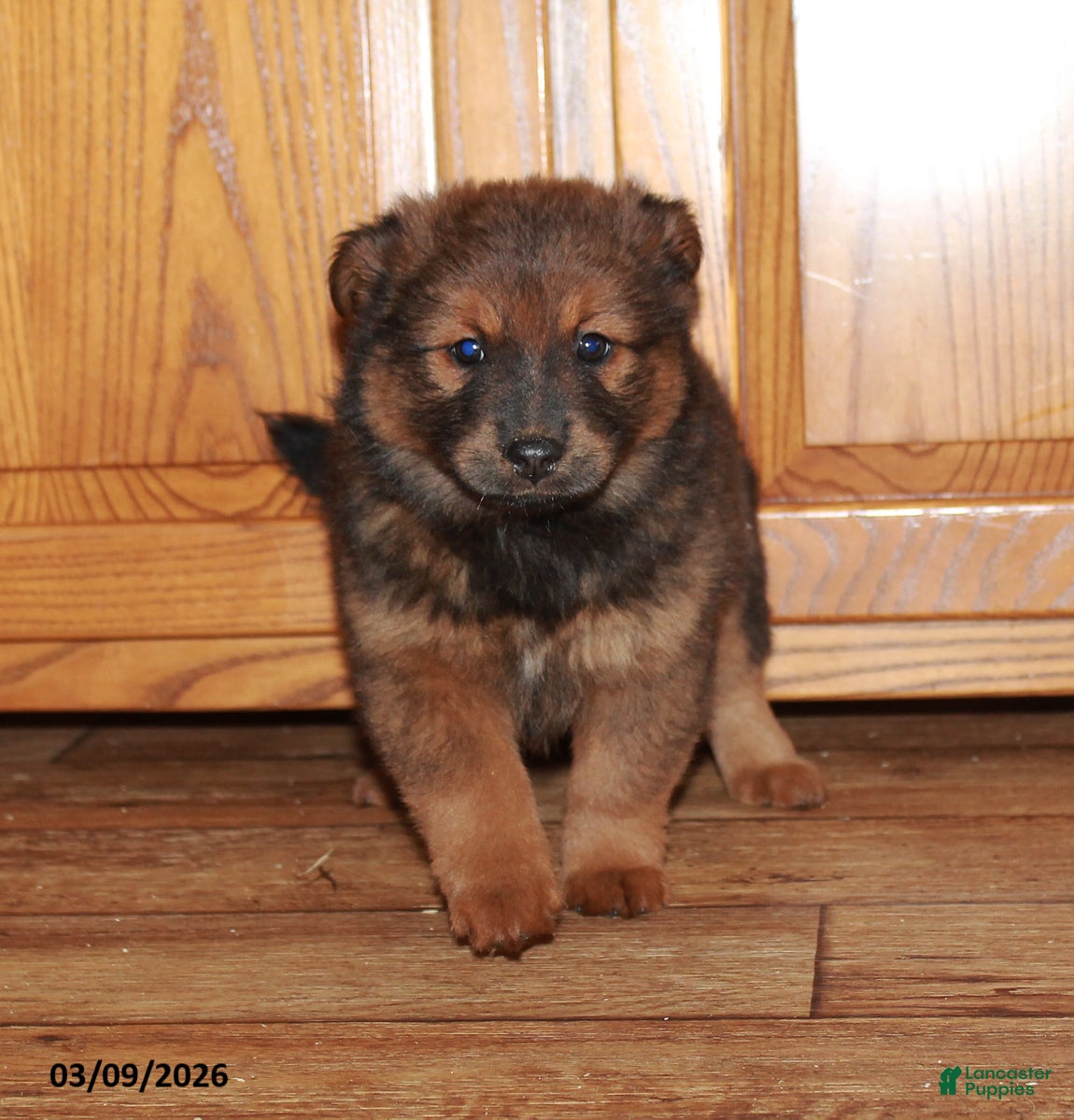 Mixed Breed dogs Bessy - Ad 1