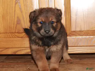 Mixed Breed dogs for sale: Bessy - Ad 3