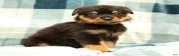 Rottweiler dogs for sale: Rascal - Ad 5