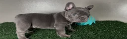 French Bulldog dogs for sale: Dash - Ad 2