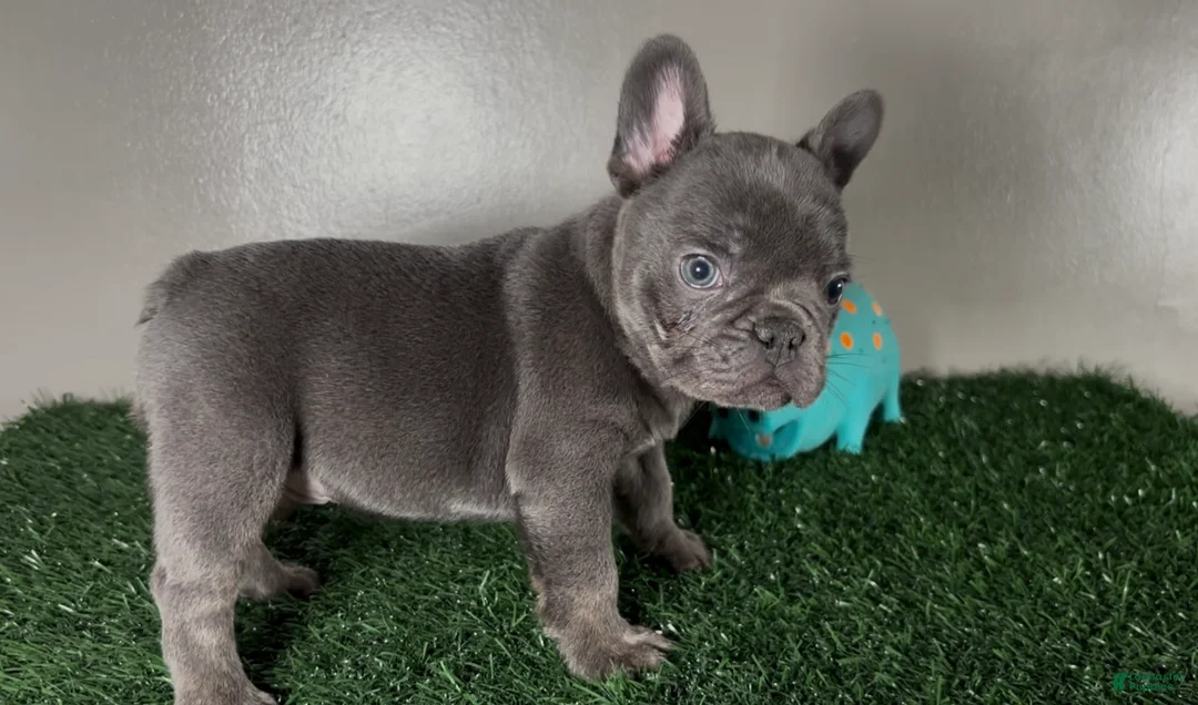 French Bulldog dogs for sale: Dash - Ad 2