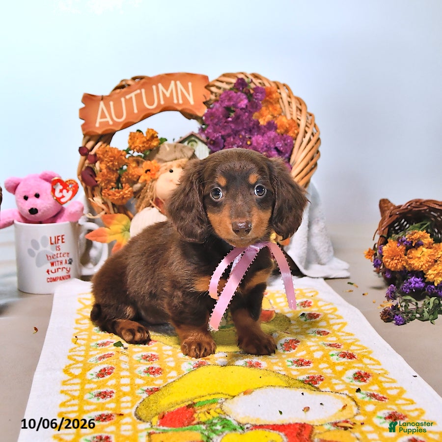 Dachshund dogs Mae  - Ad 1