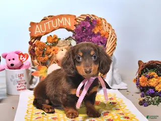 Dachshund dogs Mae - Ad 1