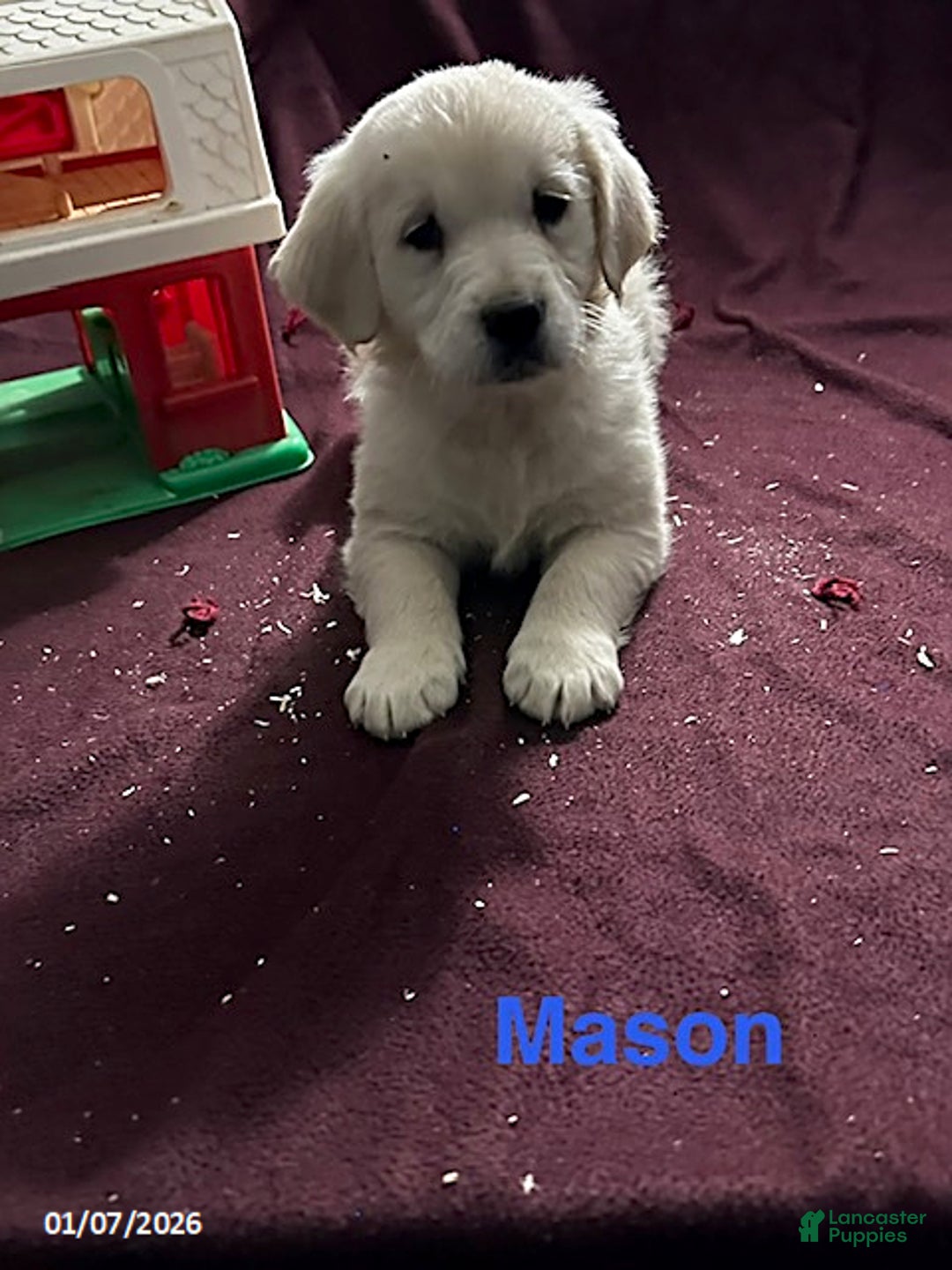 Golden Retriever dogs for sale: Mason - Ad 1