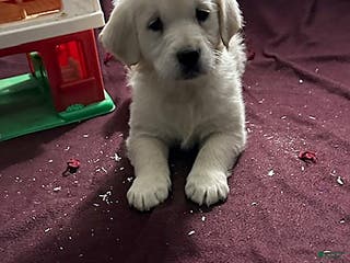 Golden Retriever dogs Mason - Ad 29