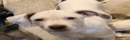 Mixed Breed dogs for sale: Smiley  - Ad 22