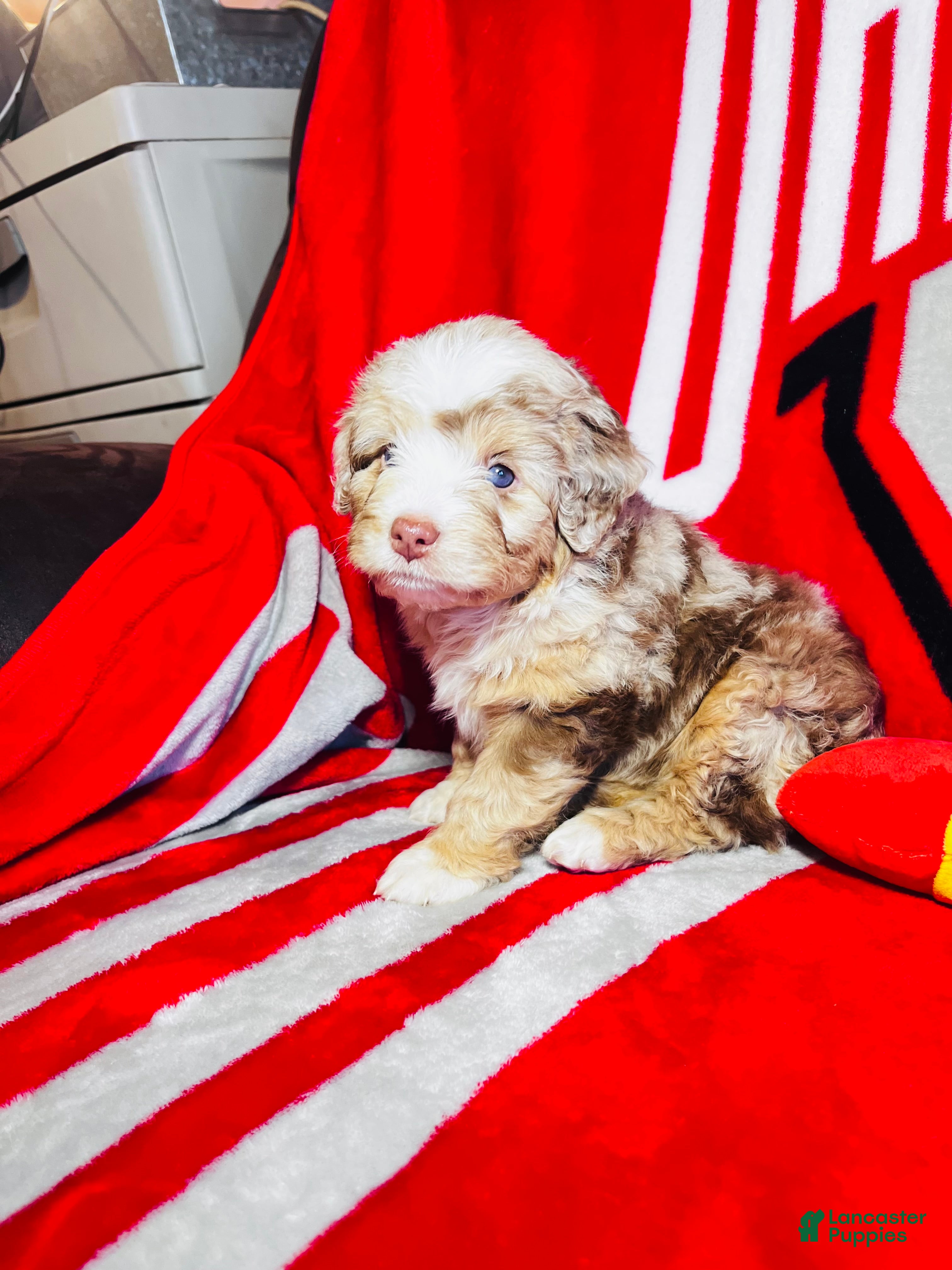 Mini Aussiedoodle dogs Alani- Merle - Ad 2
