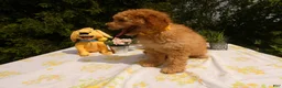 Mini Goldendoodle dogs for sale: Goldendoodle 6 Scarlet - Ad 3