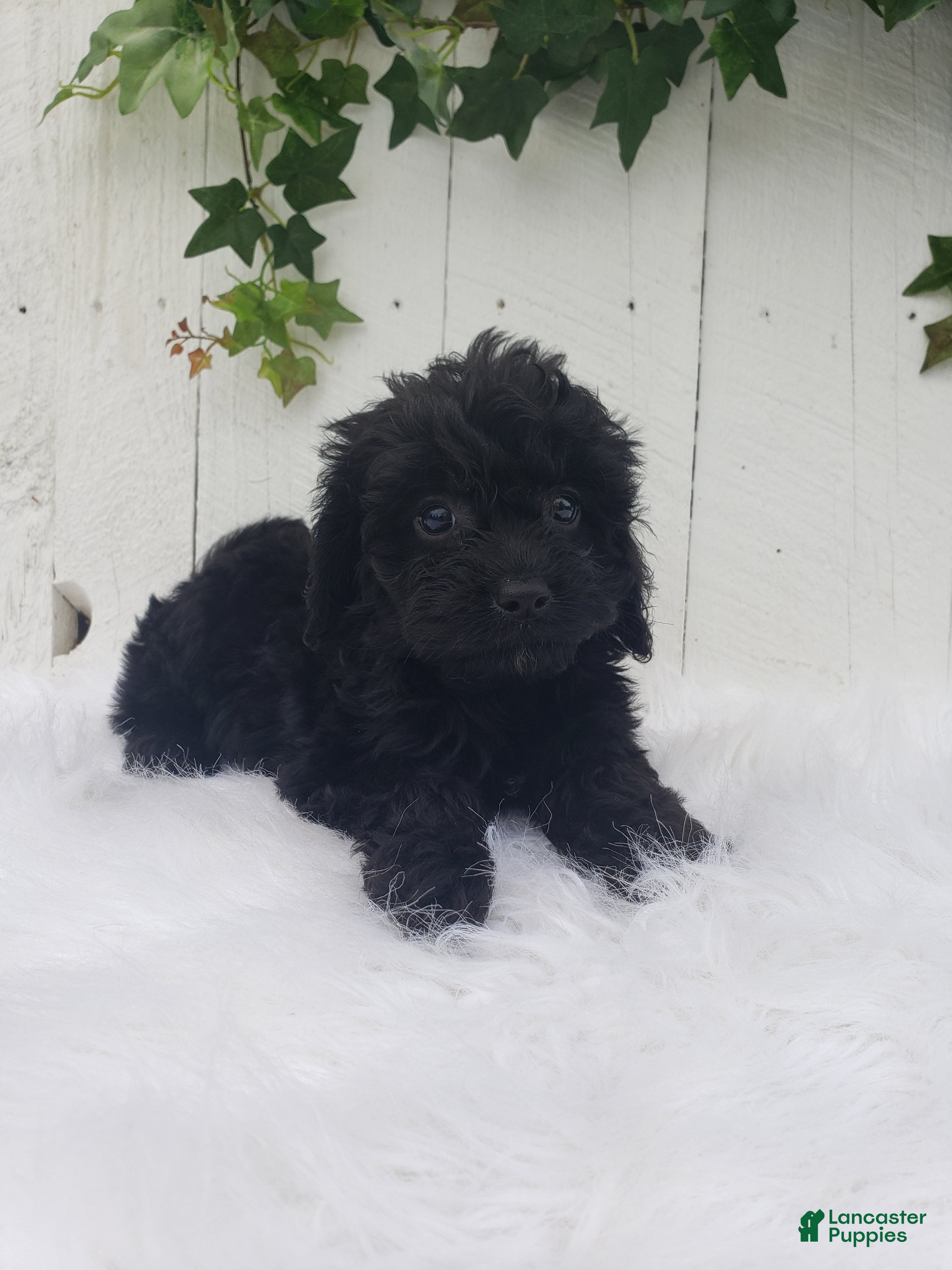 Cavapoo dogs Daisy  - Ad 2