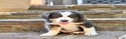 Australian Shepherd dogs for sale: Lester - Ad 3