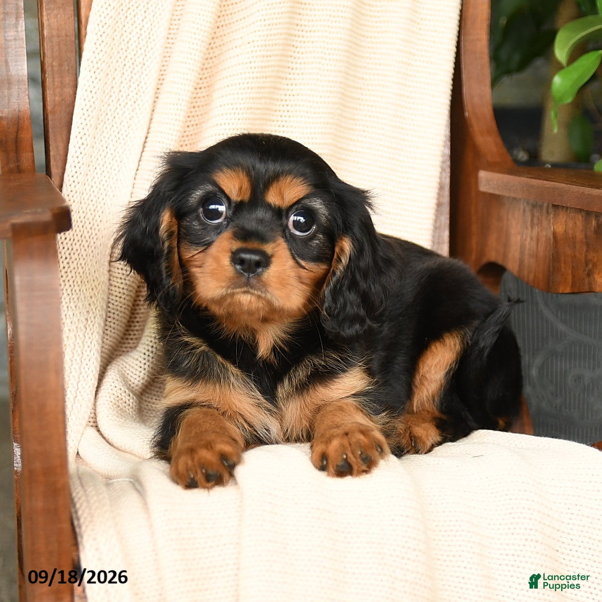 Cavalier King Charles Spaniel dogs Mocha - Ad 2