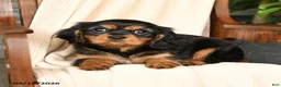 Cavalier King Charles Spaniel dogs for sale: Mocha - Ad 2