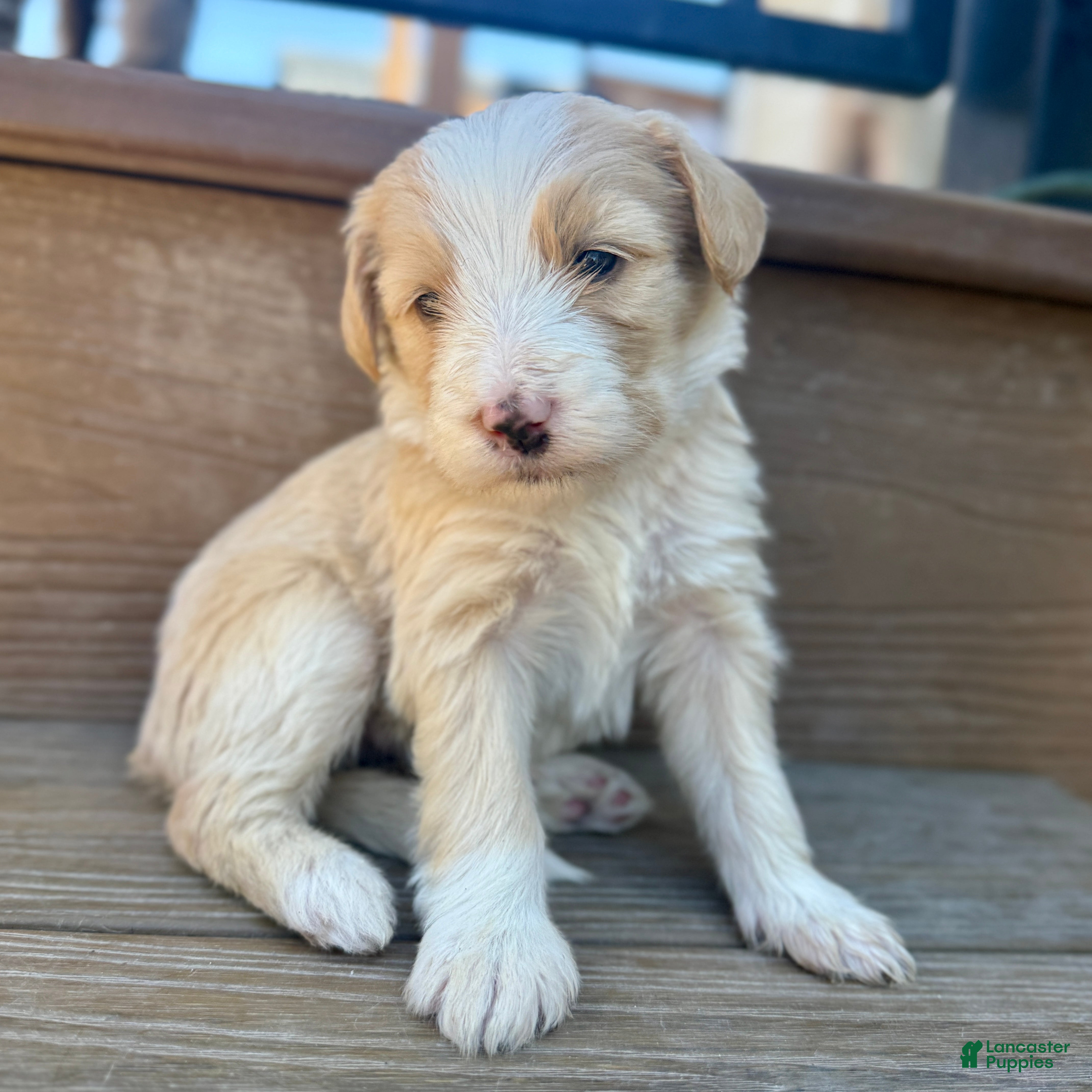 Bernedoodle dogs Candy - Ad 1