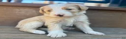 Bernedoodle dogs for sale: Candy - Ad 4