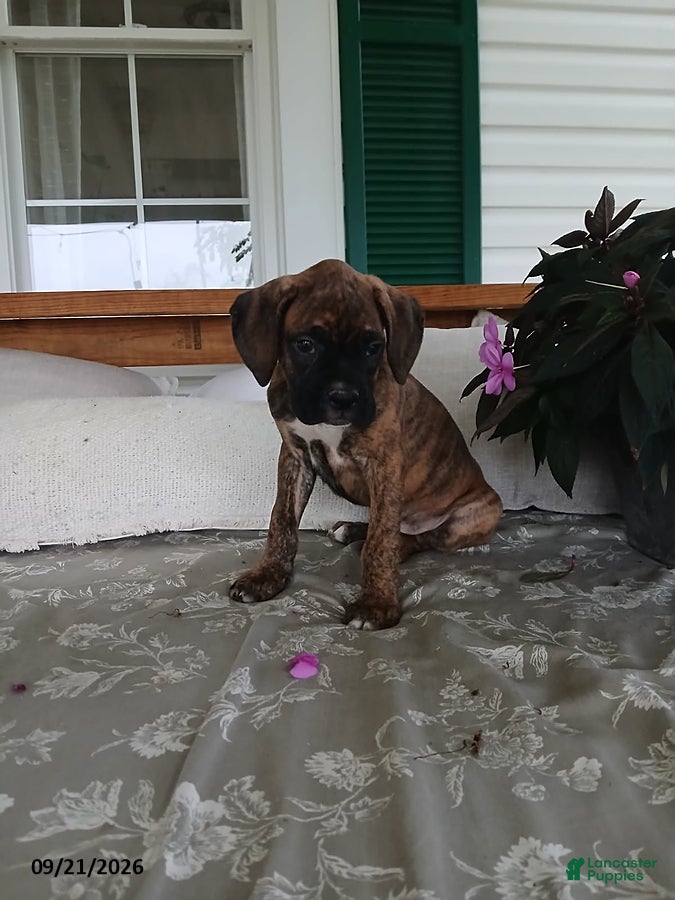 Boxer dogs Alex - Ad 2