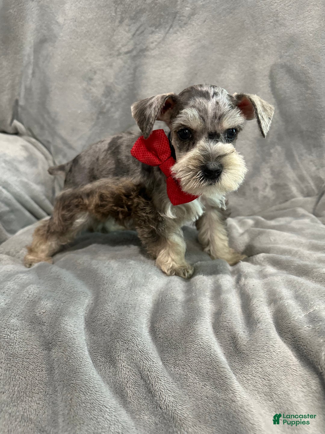 Miniature Schnauzer dogs for sale: Charlie  - Ad 3